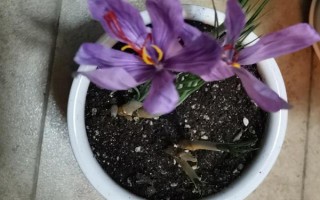 为什么藏红花不开花,可能是缺乏光照或养分不足所致