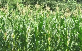 陕科16玉米品种简介，苗期注意防治地下害虫