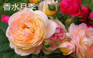 香水月季和月季有什么区别，枝叶、花朵和香味均不同