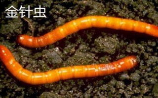 红薯有哪些虫害，要注意防治金龟子、金针虫、蝼蛄、地老虎