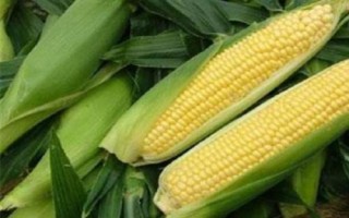 万鲜甜330玉米种子简介，中抗小斑病