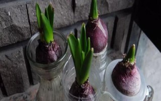 怎么保存风信子球茎，首先将其表面的土壤清洗干净