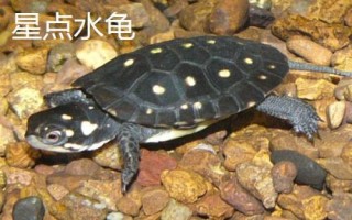 水龟的种类,常见的有这十种