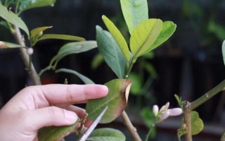 盆栽柠檬什么时候修剪，主要为冬春修剪以及夏季修剪