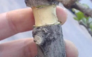 曼陀罗有没有毒，曼陀罗有剧毒