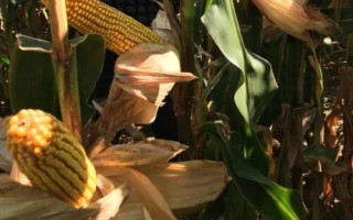 承玉38玉米种子特点，中抗茎腐病