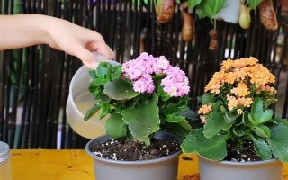 夏天怎么养殖长寿花,注意遮阴防晒避免植株脱水