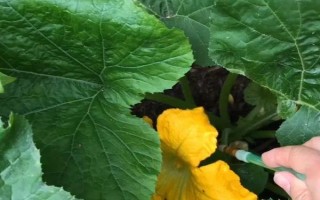 西葫芦的田间管理技术，适宜生活在湿润的地块