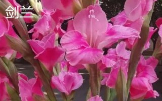 兰花的品种，各自的习性有所差异