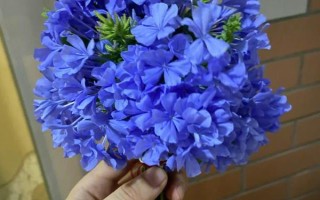 蓝雪花的花语,寓意冷淡、忧郁等
