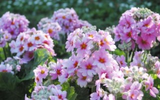 怎么种植欧洲报春花，上盆后前期要降低光照强度