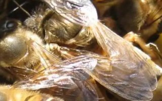 免移虫育王盒的如何使用，先放到蜜糖水中浸泡2-4小时