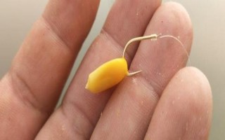 玉米钓鱼什么季节最好，从春季末期到秋季初期都适合