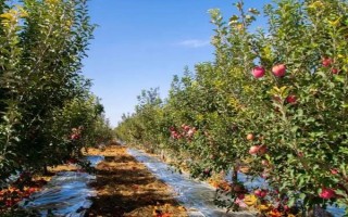 苹果的种植前景，收益可观但市场饱和度高可能会供大于求