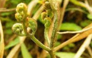 蕨菜的田间管理办法，在生产上多采用无性繁殖方式