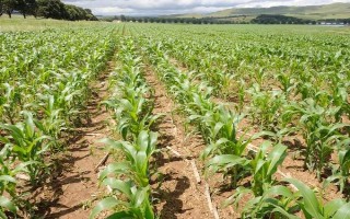 西南地区适合种植的玉米品种，常见的有鄂玉10号、强硕168等