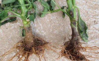 辣椒秧烂根的原因，通常是因为患有根腐病所导致