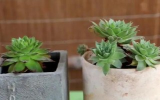 观音莲能秋天换盆吗,可以在秋季进行
