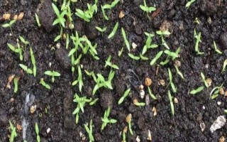 香菜催芽播种的方法，根据当地的气候环境选择合适的品种