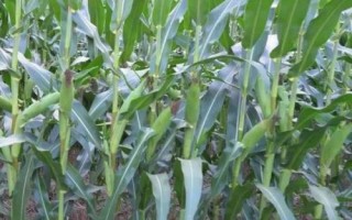 元隆001玉米品种简介，密度4000株/亩左右