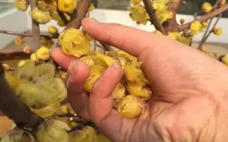 蜡梅的开花时间,11月中旬到第二年3月开花