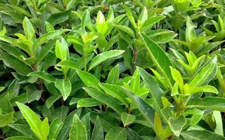 冬青与法国冬青有什么区别，前者属于冬青科、后者属于忍冬科