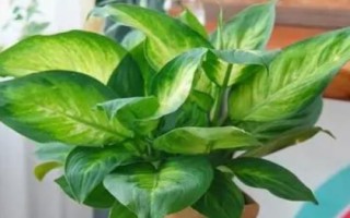 万年青的繁殖方法，可分株、扦插或者播种繁殖