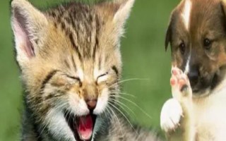 犬猫慢性肠炎的症状，表现为食欲不振，长期持续腹泻等