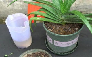 芦荟需要经常浇水吗,浇水频率与季节还有温度有关系