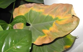 白掌的叶子发黄怎么处理，需保证充足的光照和停止施肥