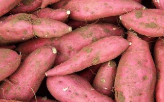 水果红薯是什么品种，是红薯的一个种类