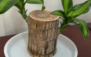 怎么养巴西木树桩，可土养也可水养