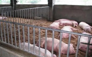 养猪有哪些注意事项，猪舍的温度应保持在10℃以上
