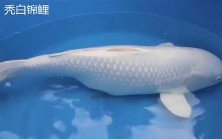 黑色锦鲤鱼的其它叫法，别称乌鲤是锦鲤中的原始品种