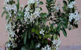 九里香如何养殖，养殖时应用排水性好的沙质土