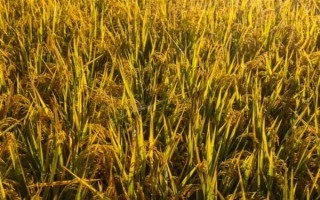 我国种植的主要农作物是什么,有粮食作业和油料作物等
