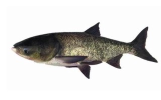 鳙鱼爱吃什么味型的食物，喜欢吃臭味、酸味和腥味的食物