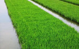 糯米的种植技术,喷洒壮穗灵可达到增产的目的