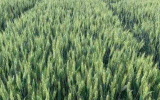 龙麦72小麦种简介，出苗至成熟生育日数90天左右