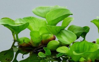水葫芦能不能和鱼养在一起,会快速消耗氧气容易导致鱼类被闷死