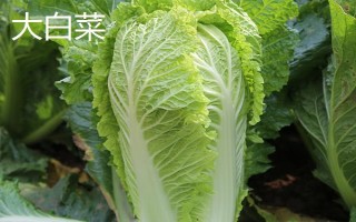 哪些蔬菜适合在3月份种植,包括空心菜、丝瓜、苋菜等品种