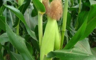 润糯73玉米品种的特性,双膜覆盖可提前到3月初播种
