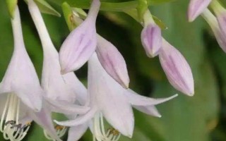 玉簪谢花后的修剪方法，剪除残花与花茎部分