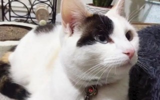 猫吃飞蛾会中毒吗，一般不会中毒