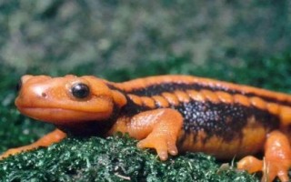 蝾螈是娃娃鱼吗,二者的科属和外形均不同