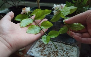 虎头茉莉怎么养殖，生长期间每隔半个月追施一次复合肥
