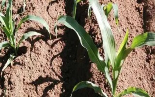 玉米苗几叶移植，进入2.5-3叶期之后便可移栽