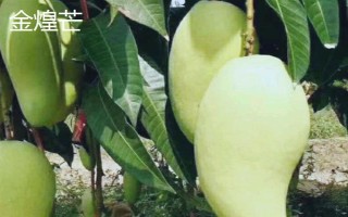 芒果产地的分布，原产于印度