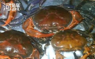 山螃蟹和河蟹的区别，生长环境和食用方法均不同
