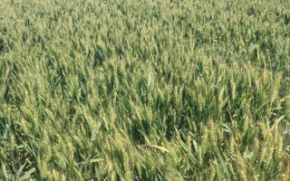 金穗116小麦品种简介，最佳播期10月18～25日